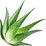 Aloe-Vera