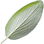 White sage