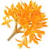 französischer Osmanthus