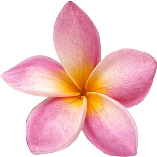Pink frangipani absolute