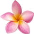 Pink frangipani absolute