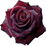 Black-Baccara-Rose