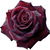 Black Baccara rose