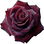 Black Baccara rose
