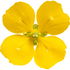 Bloodroot