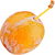 Ginkgo fruit