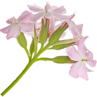 Soapwort