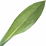 Irisblatt