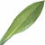 Irisblatt