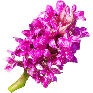 wilde Orchidee