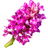 Wild orchid