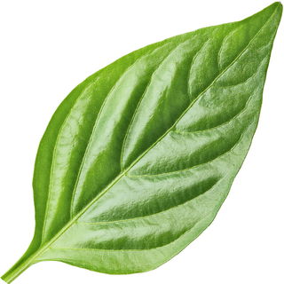 Aschanti-Pfefferblatt