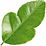 Bergamot leaf