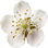 Hawthorn