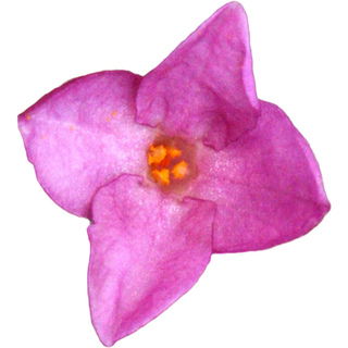 Duftender Seidelbast