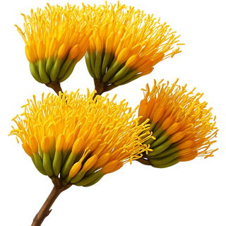 Agavenblüte