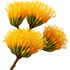 Agavenblüte