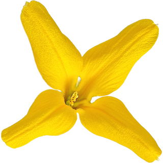 Forsythia
