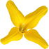 Forsythia