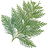Huon pine tree