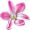 pinke Hyazinthe
