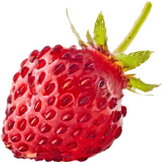 Scharlach-Erdbeere