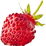 Woodland strawberry