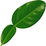 Lime leaf