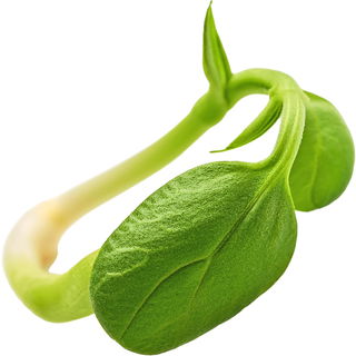 Mung bean sprout