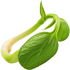 Mung bean sprout