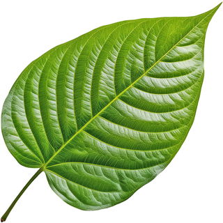 Betelpfefferblatt