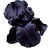 Black iris barbata