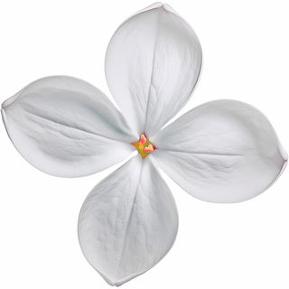 White lilac