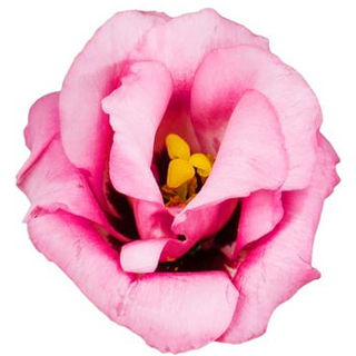 Lisianthus