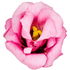 Lisianthus