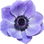 Blue anemone
