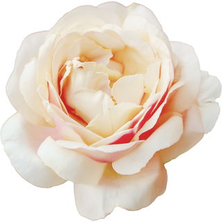 Apricot Foundation rose