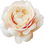 Apricot Foundation rose