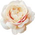 Apricot Foundation rose