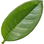 Coca leaf