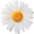 Ox-eye daisy