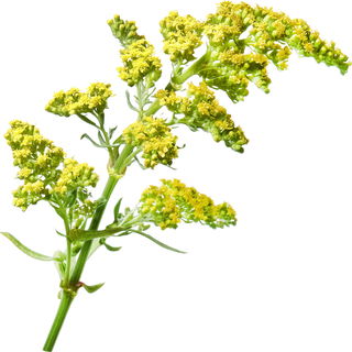 Yellow bedstraw