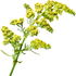 Yellow bedstraw