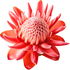 Torch ginger