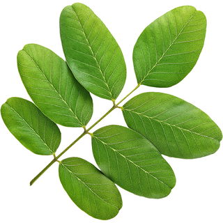 Koa acacia