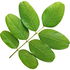 Koa acacia