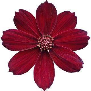 Chocolate flower