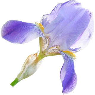 Iris pallida