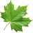 Sugar maple