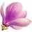 Magnolie